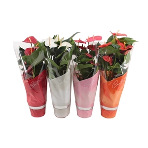 Anthurium 4 color mix in Couture sleeve