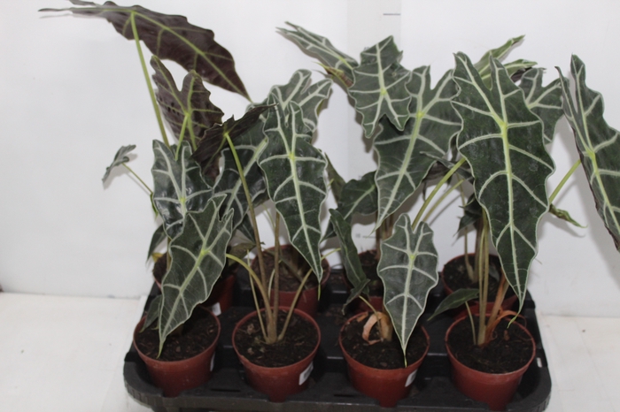 <h4>ALOCASIA AMAZONICA P12</h4>