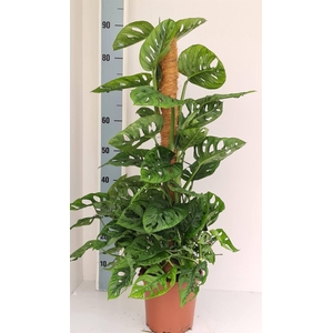Monstera obliqua 'Monkey Mask'