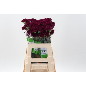 Di St Golem Purple 60cm