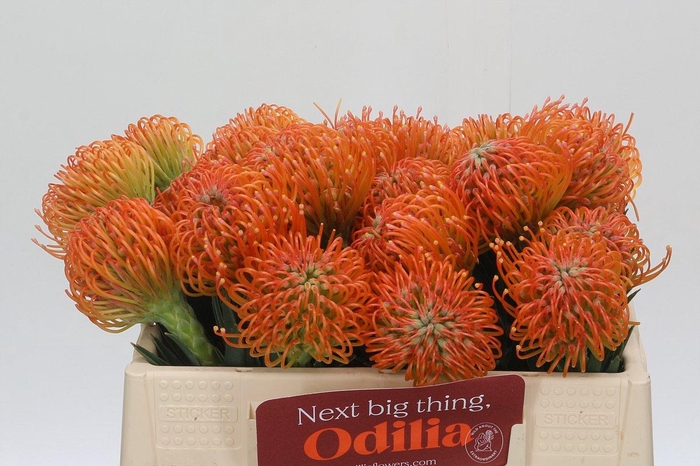 <h4>Nutans Ayoba Peach</h4>