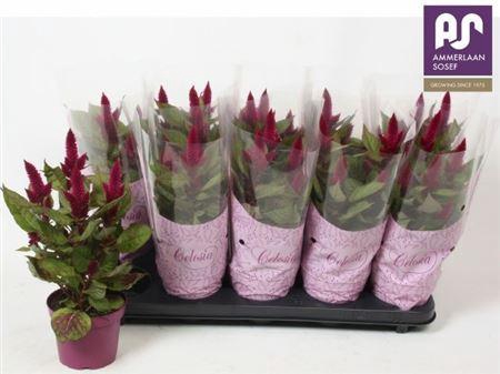 <h4>Cel Deep Purple</h4>