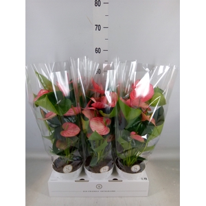 Anthurium andr. 'Livium Ruby'