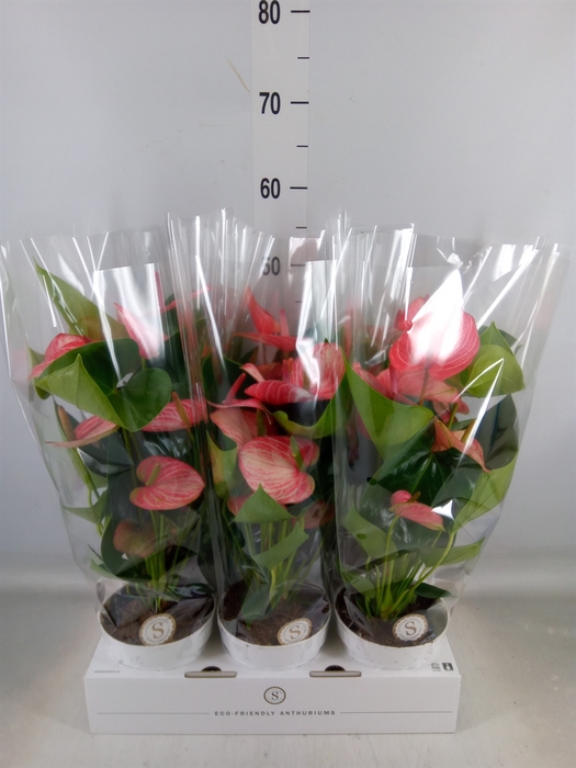 <h4>Anthurium andr. 'Livium Ruby'</h4>