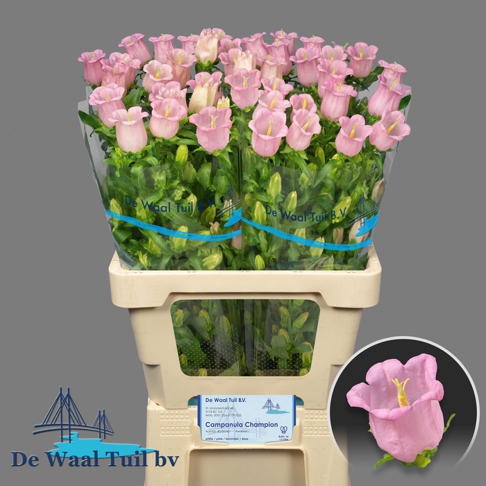 <h4>CAMP M PEARL PINK</h4>
