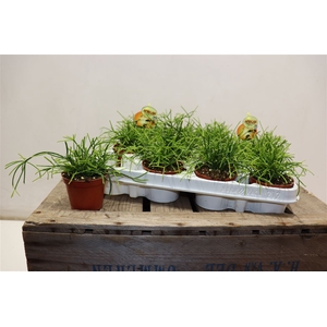 Rhipsalis Cassutha