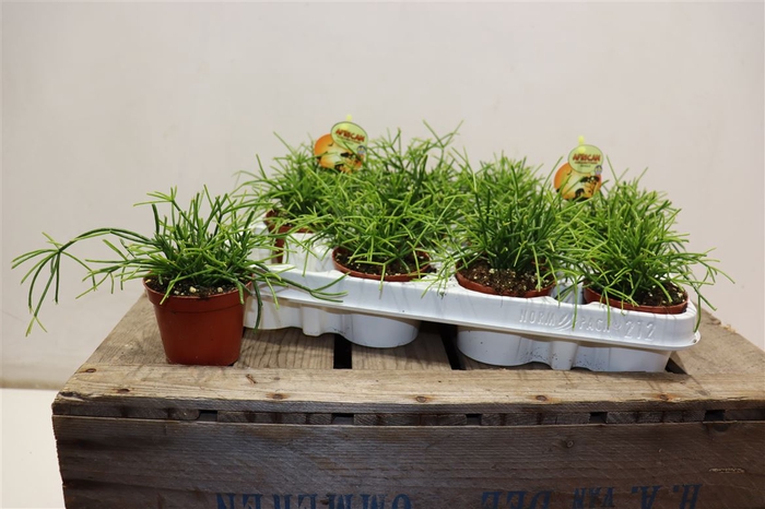 <h4>Rhipsalis Cassutha</h4>