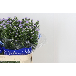 Aster Cassandra
