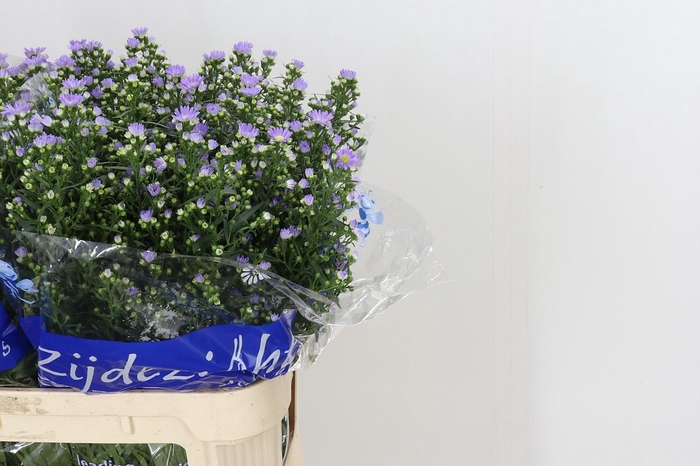 <h4>Aster Cassandra</h4>