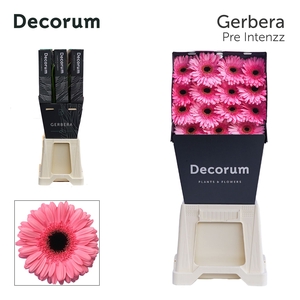 Gerbera Pre-Intenzz Diamond per kaart