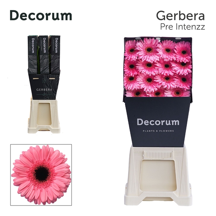 Gerbera Pre-Intenzz Diamond