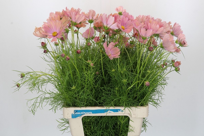 <h4>Cosmos Salmon</h4>