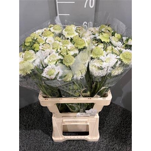 Scabiosa White