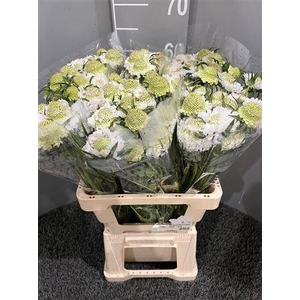 Scabiosa White