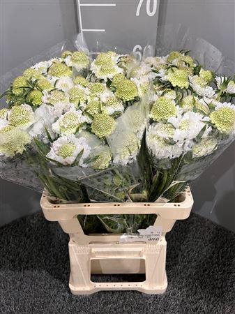 <h4>Scabiosa White</h4>