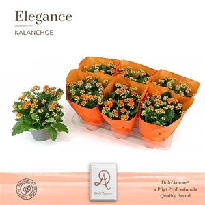 Kalanchoe double Rose Flowers Stinna