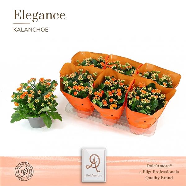 <h4>Kalanchoe double Rose Flowers Stinna</h4>
