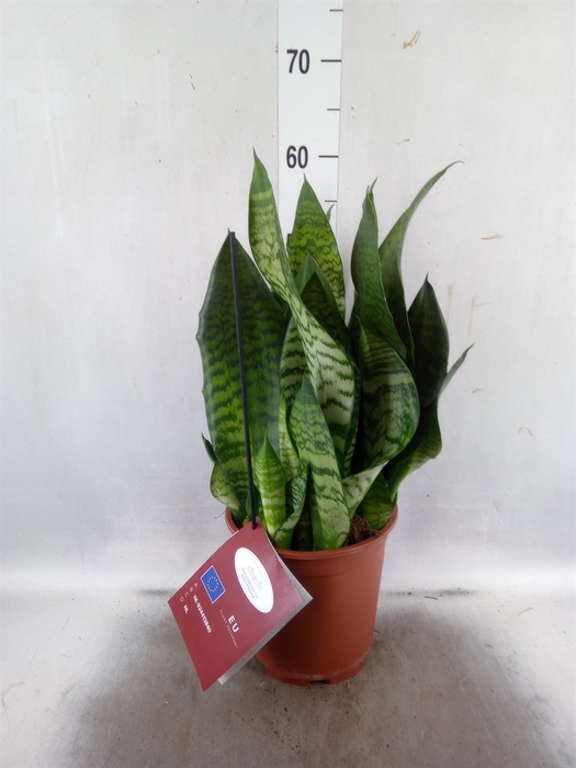 <h4>Sansevieria trifa. 'Black Coral'</h4>