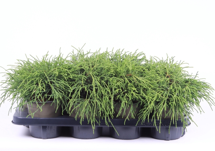 <h4>Chamaecyparis pisifera 'Filifera Nana'</h4>