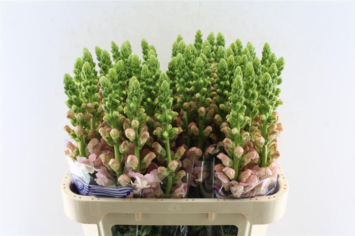 <h4>Antirrhinum Avignon Pink</h4>
