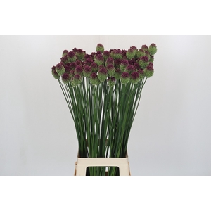 Allium Sphaerocephalon
