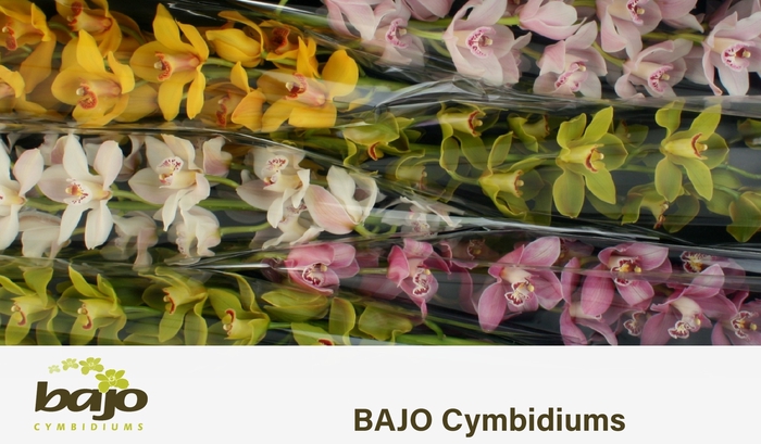 <h4>CYMB T GEM</h4>
