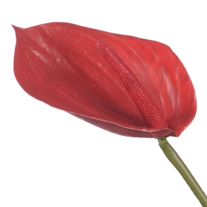 AF Anthurium L85cm Red