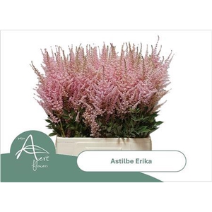 ASTIL AR ERIKA