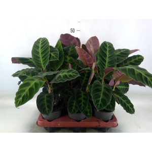 Calathea warscewiczii
