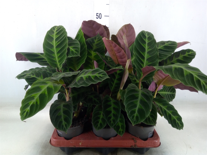 <h4>Calathea warscewiczii</h4>