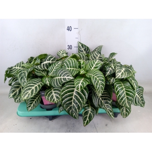 Aphelandra squar. 'Dania'