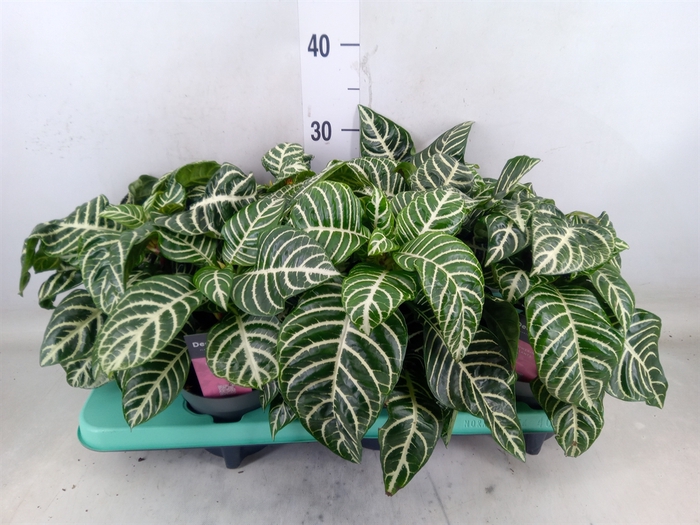 <h4>Aphelandra squar. 'Dania'</h4>