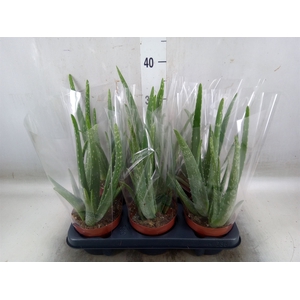Aloe vera