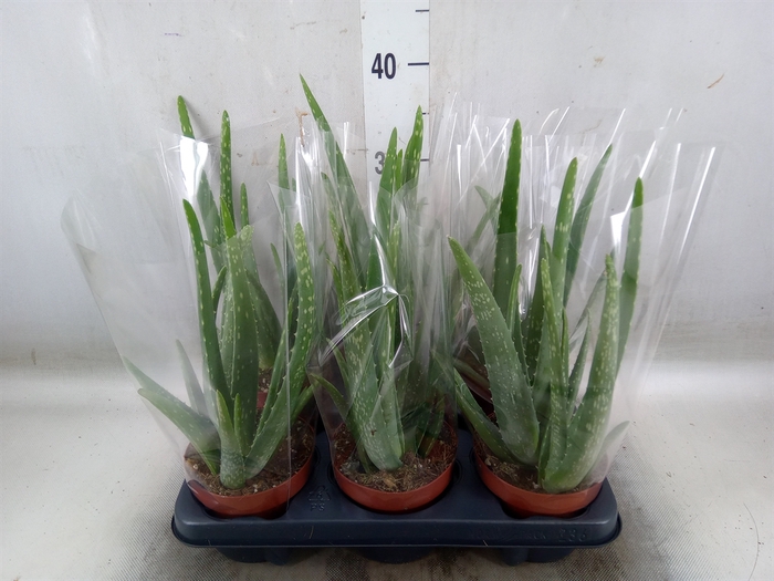 <h4>Aloe vera</h4>