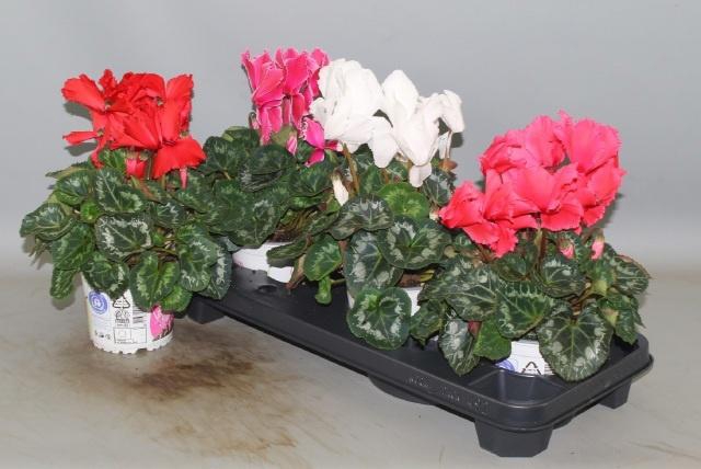 <h4>CYCL GR HAL CURLY</h4>