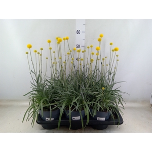 Craspedia globosa 'Golf Beauty'