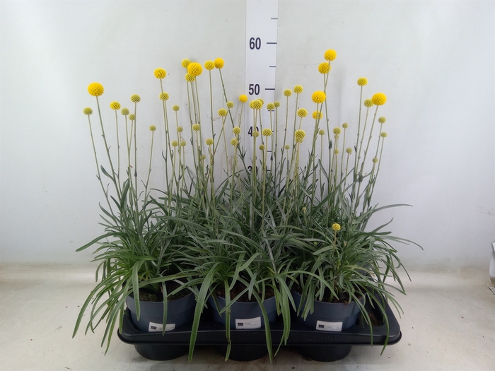 <h4>Craspedia globosa 'Golf Beauty'</h4>