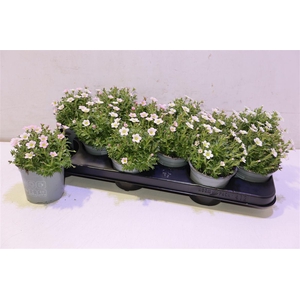 Saxif Ar Ic Pearl Wh