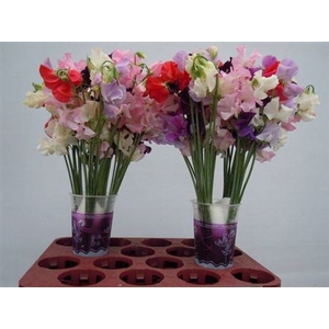 Lathyr Parfum Gem Bs