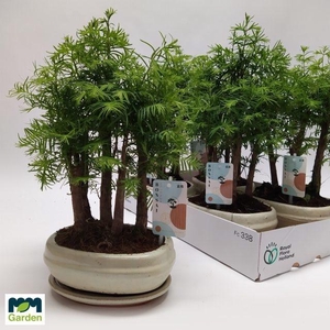 BONSAI OV