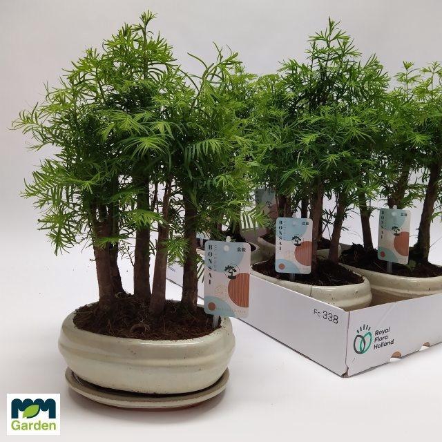 <h4>BONSAI OV</h4>