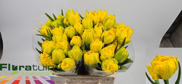 <h4>TU DU LIMOUSINE</h4>