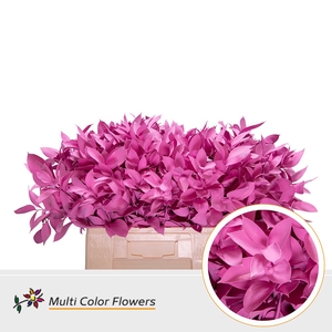 Ruscus Rose Nieuw
