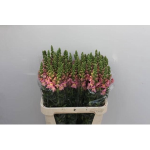 ANTIR ANTIBES PINK