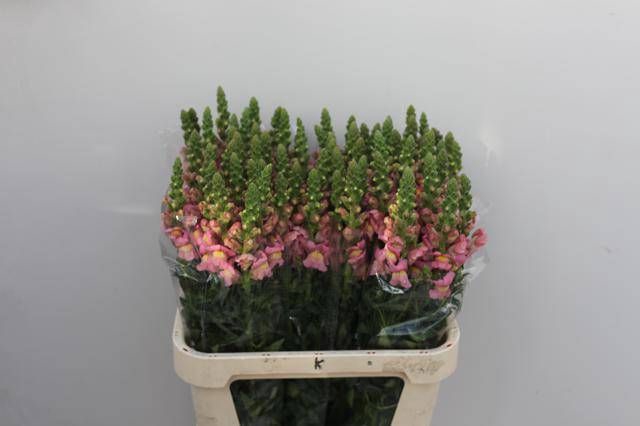 <h4>ANTIR ANTIBES PINK</h4>