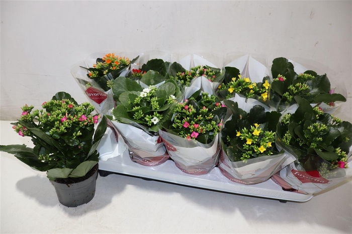 <h4>Kal En Gem 6 Kl</h4>