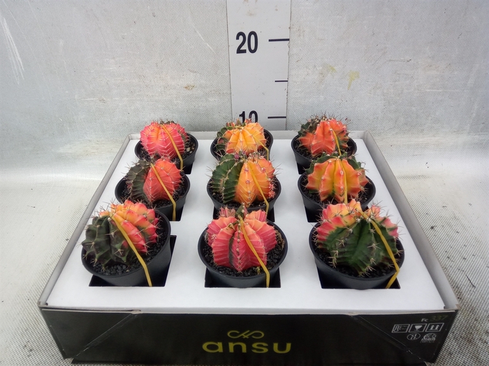 <h4>Gymnocalycium mihanov. 'Japan'  mix</h4>