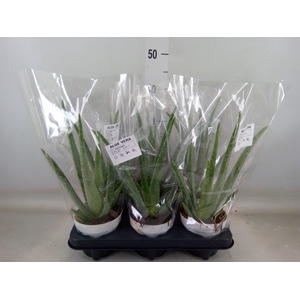 Aloe vera