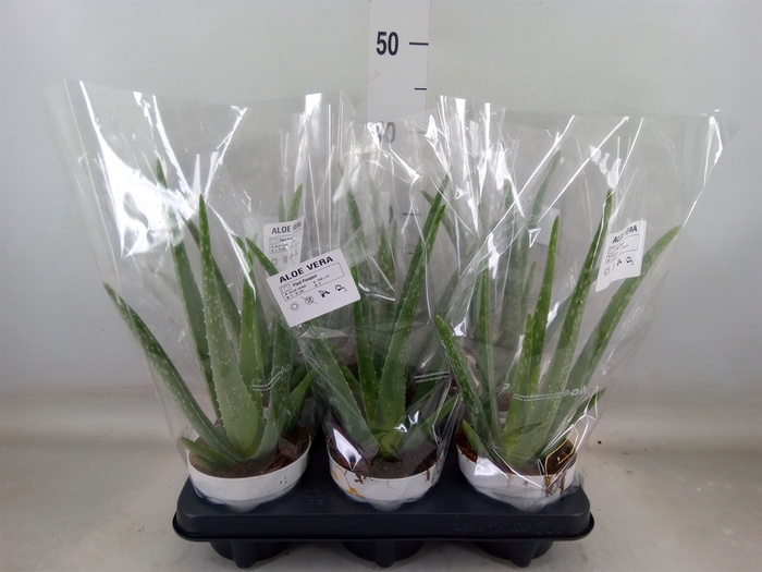 <h4>Aloe vera</h4>