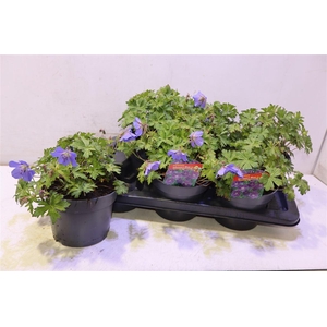 arr8 Geran Johnsons Blue